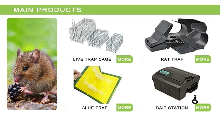 Rat Trap2