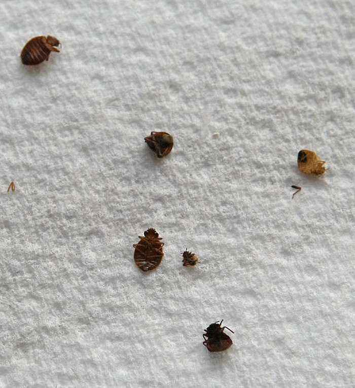 bedbugs bedbugs