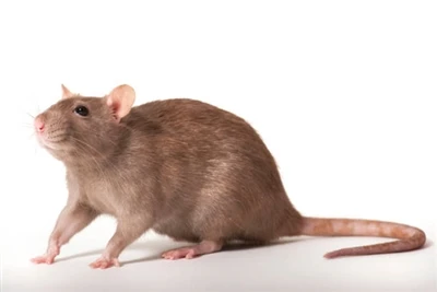 Kā neļaut žurkām iekļūt mājā